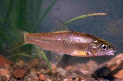 Barbus marequensis
